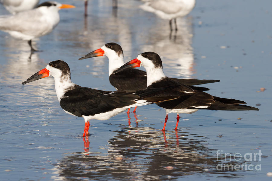 Black Skimmer Birds Photograph by Chris Scroggins | Fine Art America