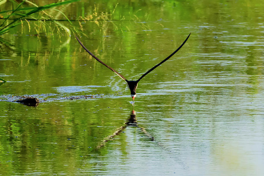 Black Skimmer Feeding Against Green Background Photograph by Steve ...