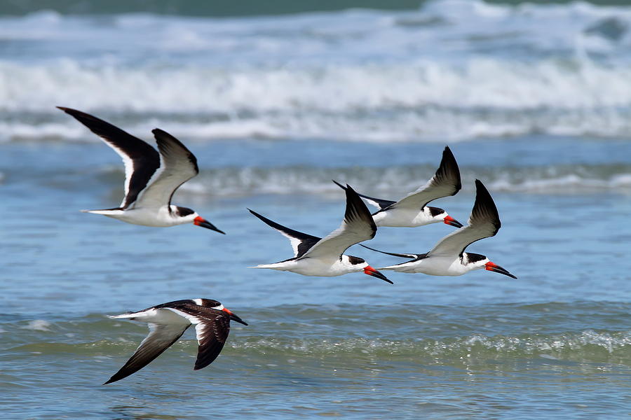 Black Skimmer Flock Against The Sea Photograph by Daniel Caracappa - Pixels