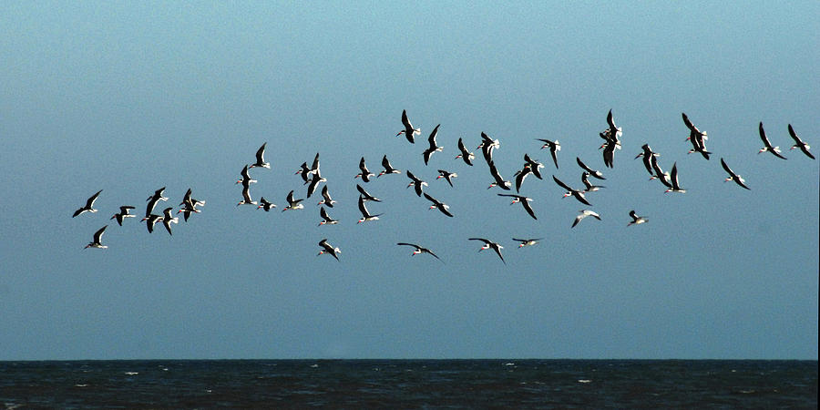 Black Skimmer Flock Photograph by Jerry Griffin