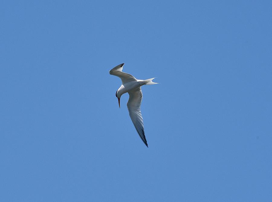 Common Tern I Photograph by Linda Brody