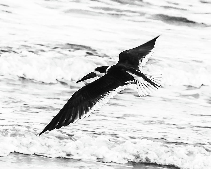 Black Skimmer In Black And White Photograph