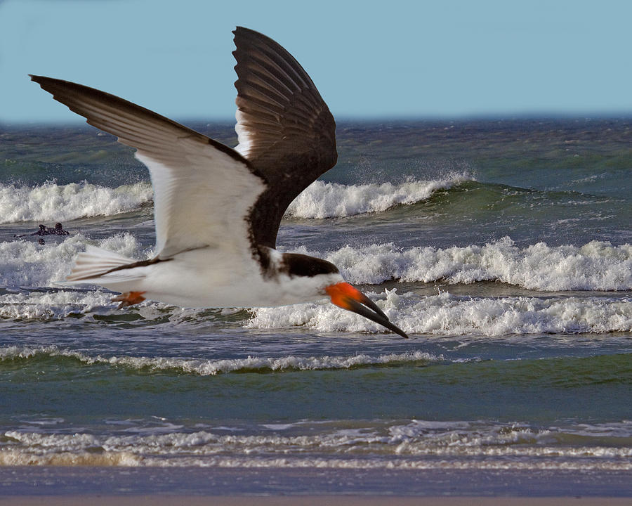 Black Skimmer Photograph by Larry Linton