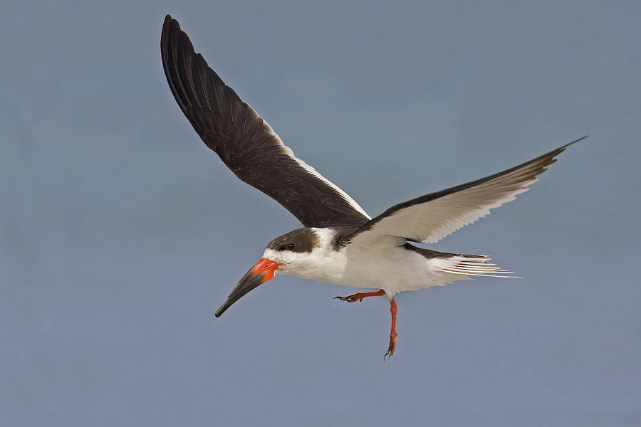 Black Skimmer Ready to Land Photograph by Jerry Fornarotto