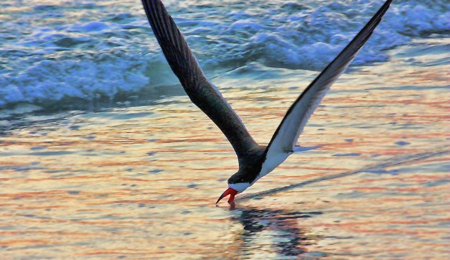 Black Skimmer Skimming Photograph by HH Photography of Florida