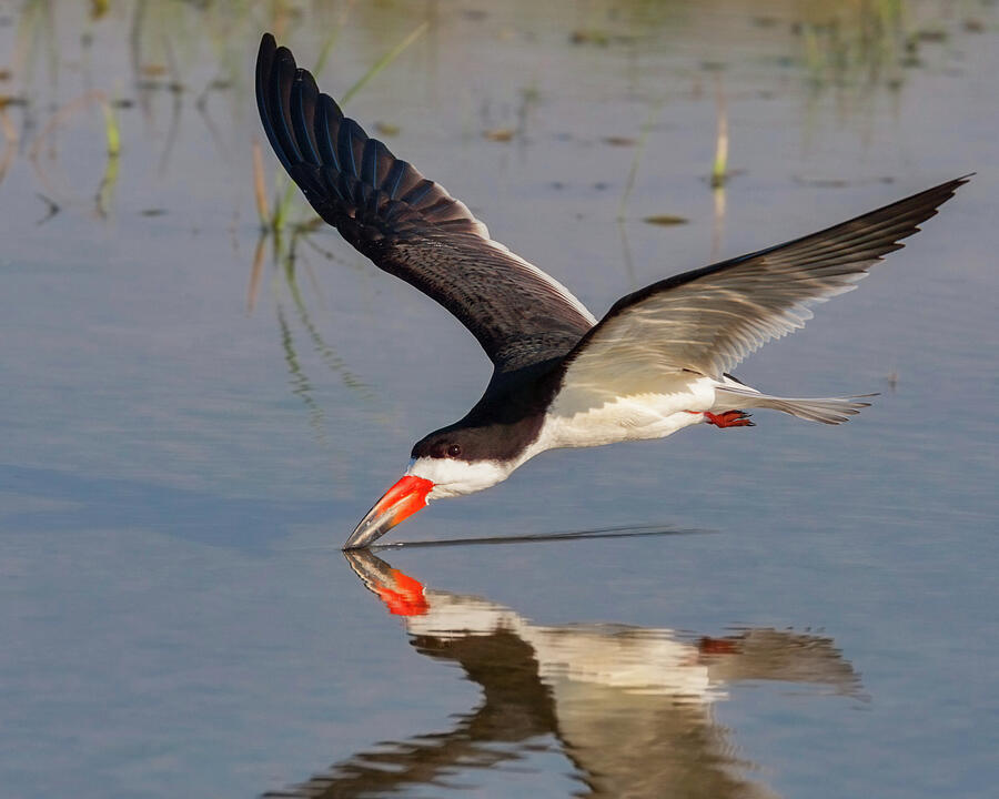 Black Skimmer Skimming Photograph by Jerry Fornarotto