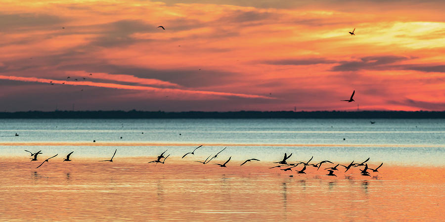 Bird Photograph - Black Skimmer Sunset by John Bradley Leonard