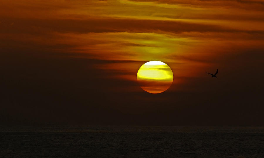 Black Skimmer Sunset Photograph by Judy Wanamaker
