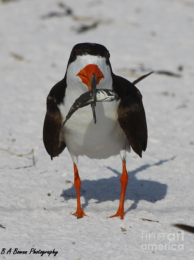 Black Skimmer with dinner Photograph by Barbara Bowen