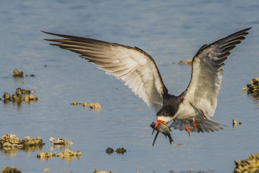 Black Skimmer with Fish Photograph by Karl Mahnke
