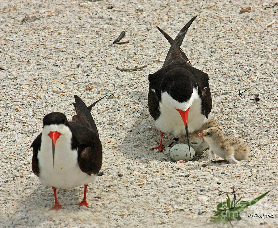 Black Skimmers and Babies Photograph by Terri Mills