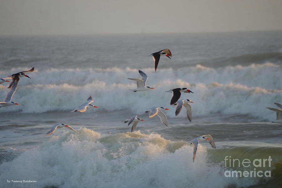 Black Skimmers and Gulls Photograph by Tannis Baldwin