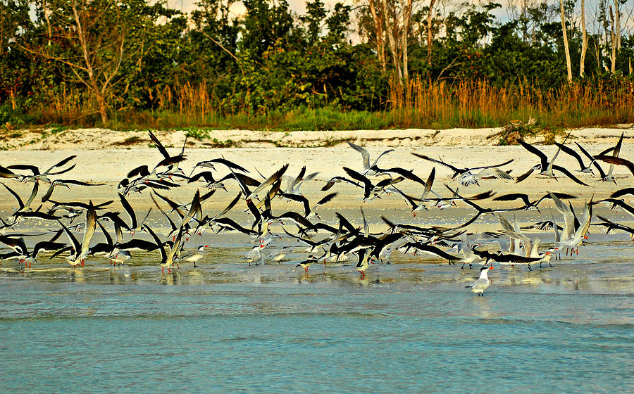 Black Skimmers and Royal Terns on Ft Myers Beach Photograph by Ginger Wakem