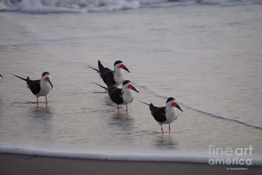 Beach Photograph - Black Skimmers at sunrise by Tannis Baldwin