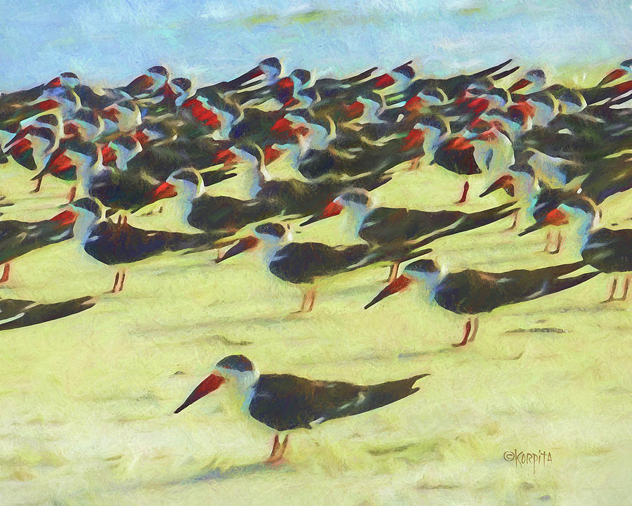 Black Skimmers Coastal Sea Birds  Digital Art by Rebecca Korpita