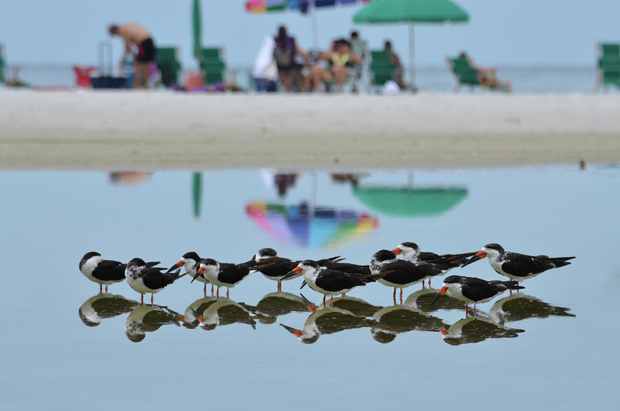 Black Skimmers Enjoying the Beach Photograph by Artful Imagery