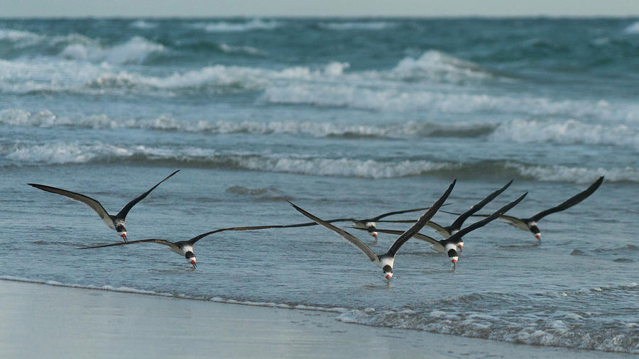 Black Skimmers Fishing Delray Beach Florida Photograph by Lawrence S Richardson Jr