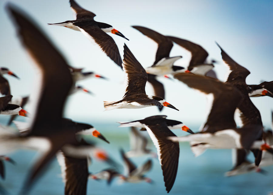 Black Skimmers In Flight Photograph by David Downs