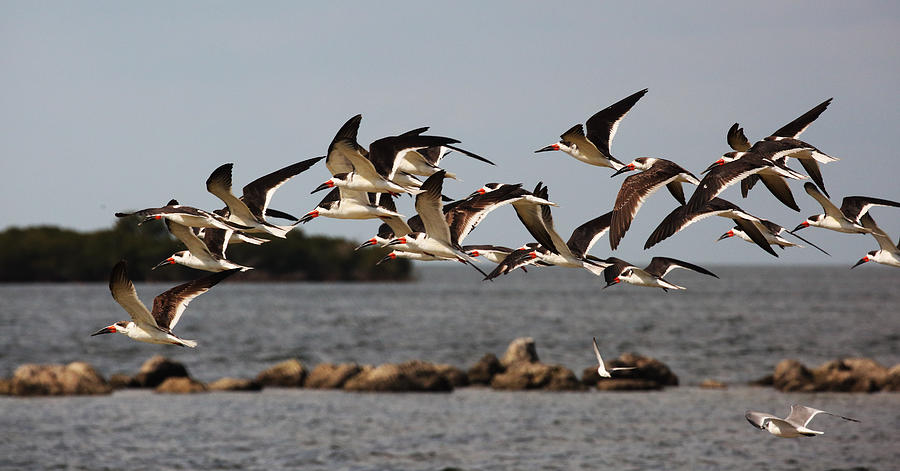 Black Skimmers in Flight Photograph by Jean Clark