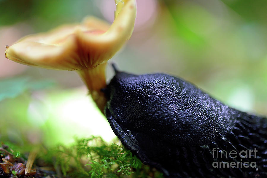 Black Slug Photograph by Terry Elniski