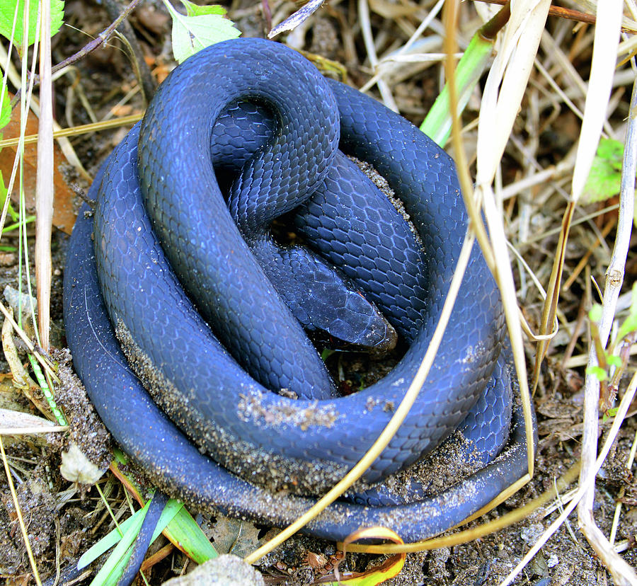 Black snake central Florida Photograph by David Lee Thompson