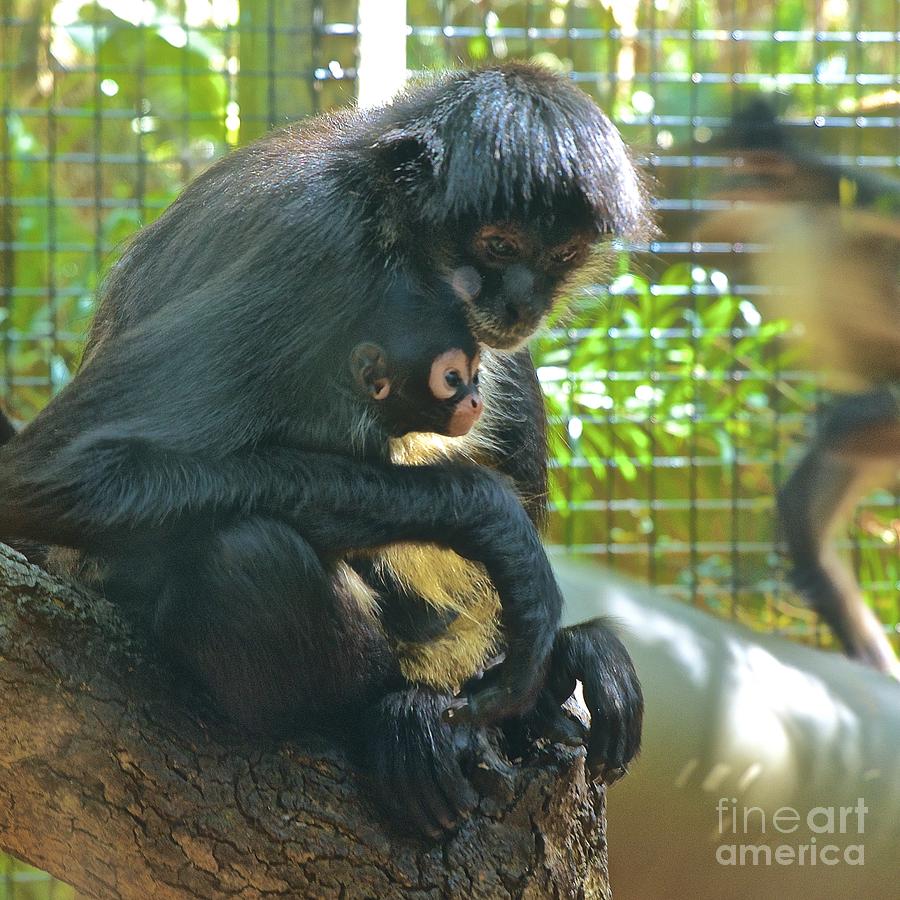 Black Spider Monkey and Baby Photograph by AnnaJo Vahle