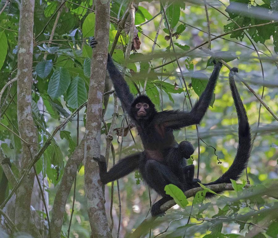 Black Spider Monkey with Child Photograph by Lee Alloway