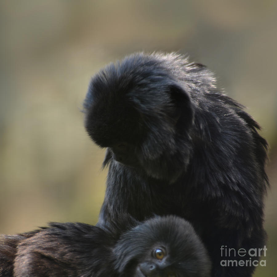 Black Spider Monkeys grooming Photograph by Paul Davenport