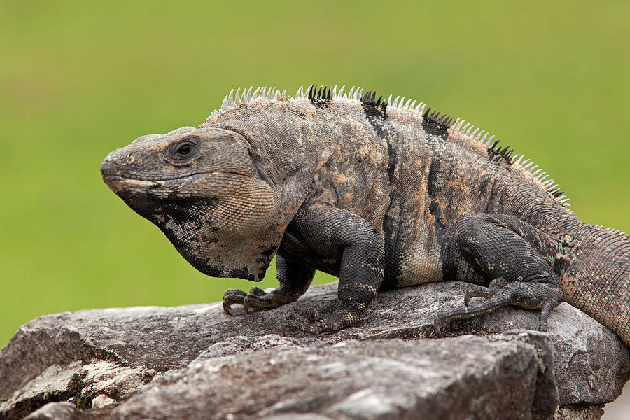 Black Spiny-Tailed Iguana in Tulum Ruins Photograph by Aivar Mikko