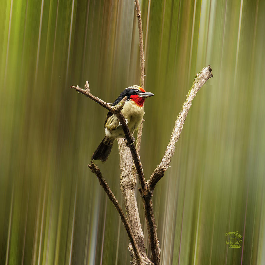 Black Spotted Barbet Photograph by Daniel Hebard