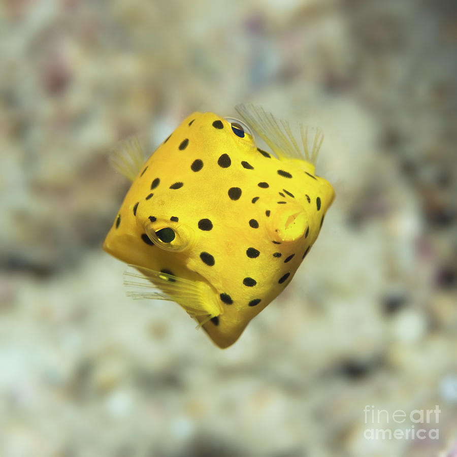 Fish Photograph - Black-spotted boxfish by MotHaiBaPhoto Prints