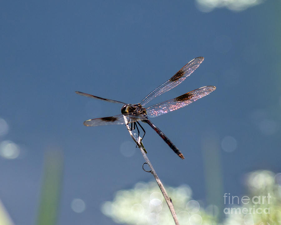 Black Spotted Dragonfly #2 Photograph by Stephen Whalen