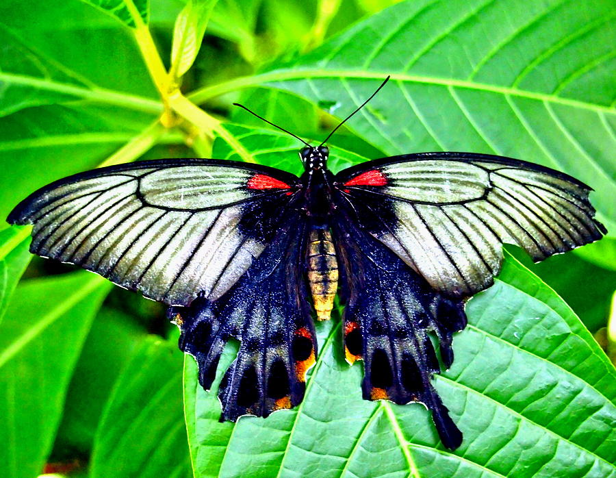 Black Spring Butterfly Photograph by Amy McDaniel