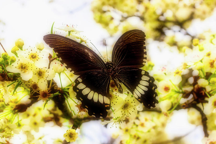 Black Spring Butterfly Photograph by Garry Gay