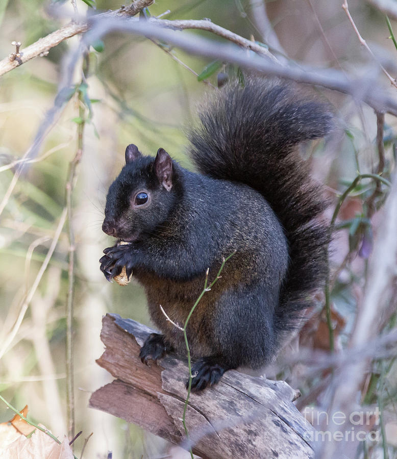Black Squirrel 1 Photograph by Chris Scroggins
