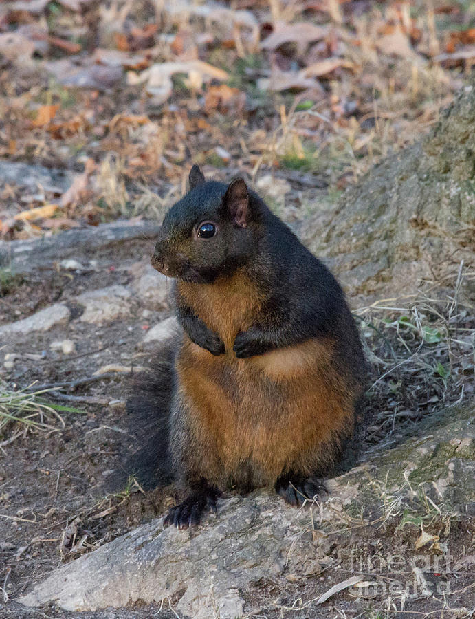 Black Squirrel 2 Photograph by Chris Scroggins