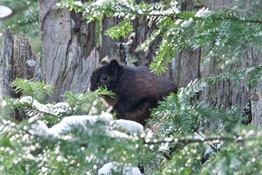 Black Squirrel 5039 Photograph by Michael Peychich