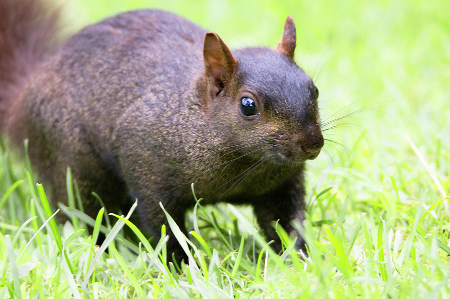 Black Squirrel Photograph by David Stasiak - Fine Art America