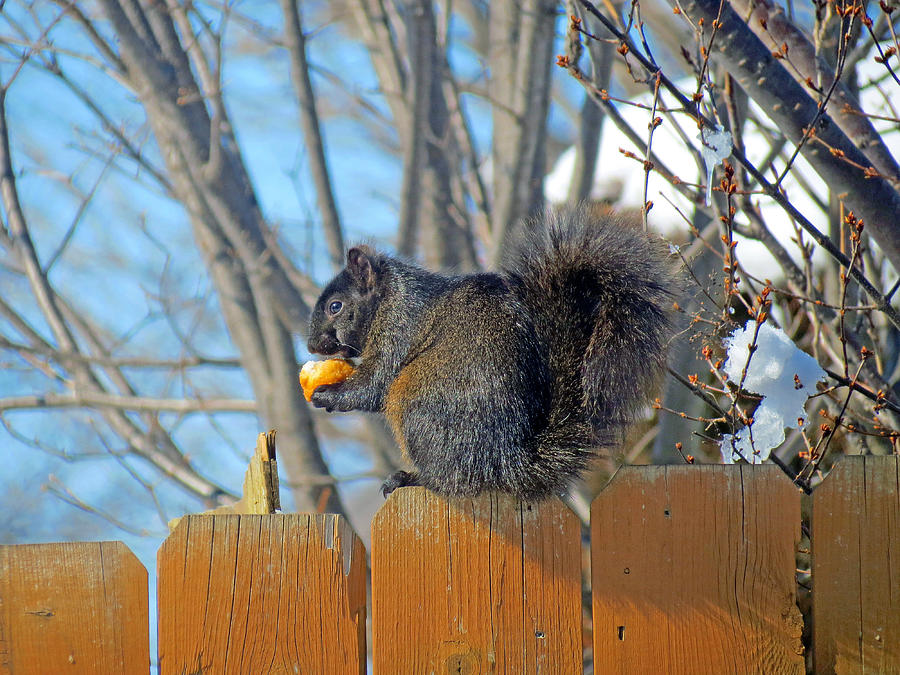 Black Squirrel Eating Corn On The Cob Digital Art by Kay Novy