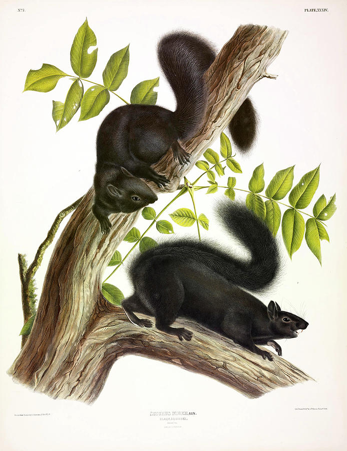 Art Print 6x6 Carter the Black Squirrel