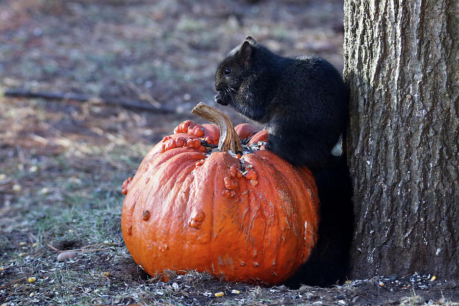 Black Squirrel on Pumpkin Photograph by Brook Burling