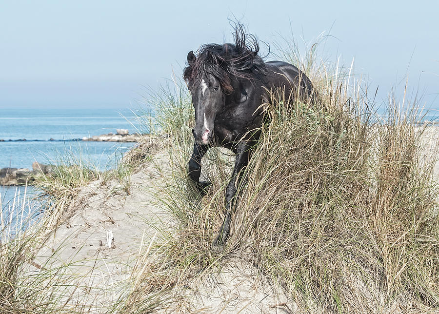 Black Stallion #2 Photograph by Wade Aiken