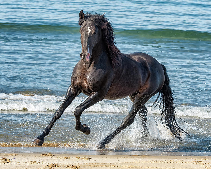 Black Stallion #4 Photograph by Wade Aiken