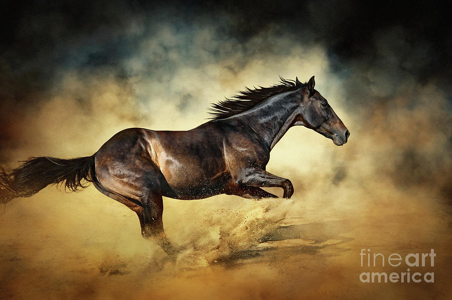 Black Stallion horse Galloping like a devil Photograph by Dimitar Hristov