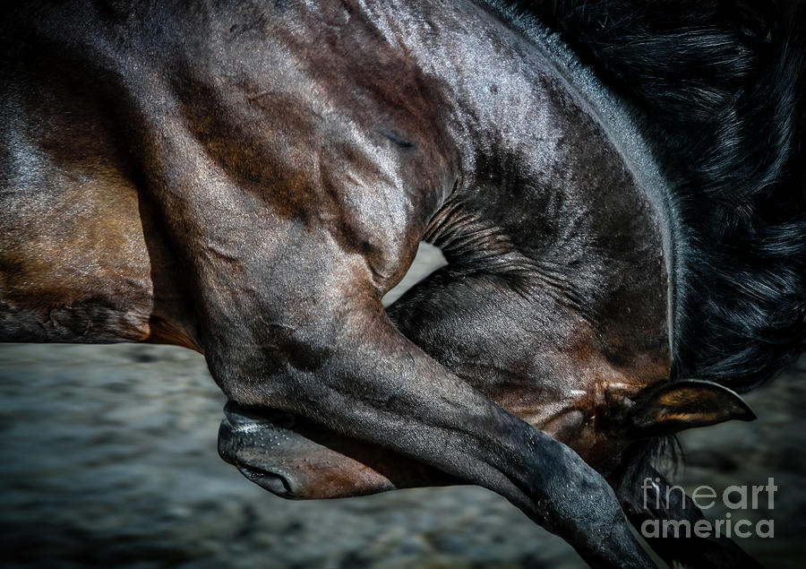 Black Stallion in Motion Photograph by Dimitar Hristov