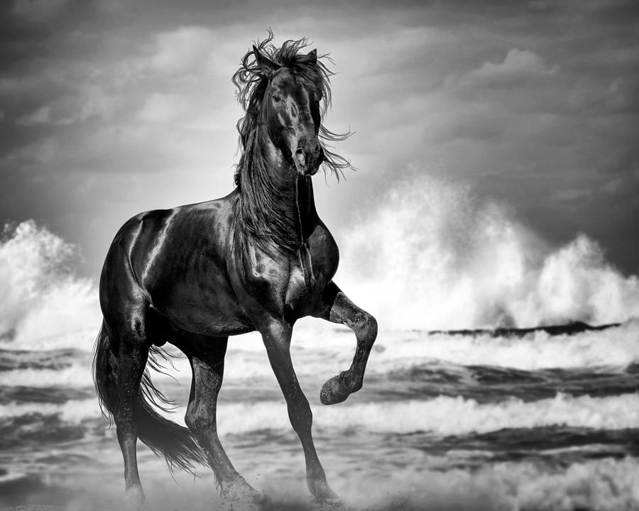 Black Stallion in Waves Photograph by Gigi Ebert