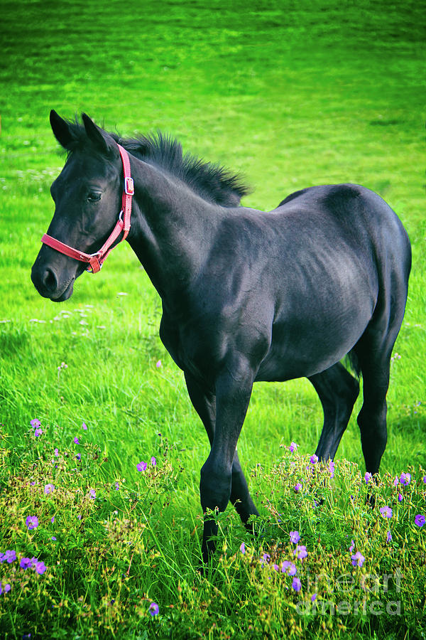Black Stallion Photograph by Mariola Bitner