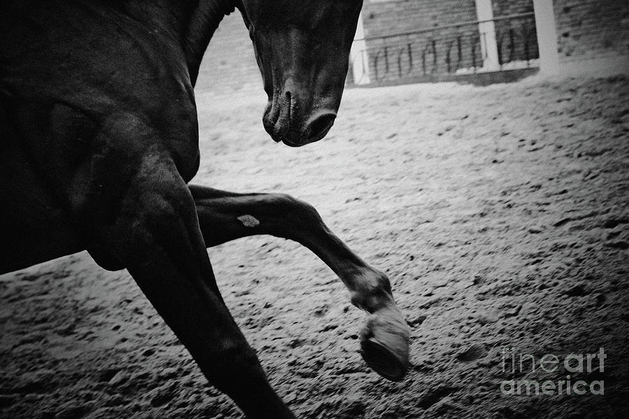 Black stallion - Poster Photograph by Dimitar Hristov