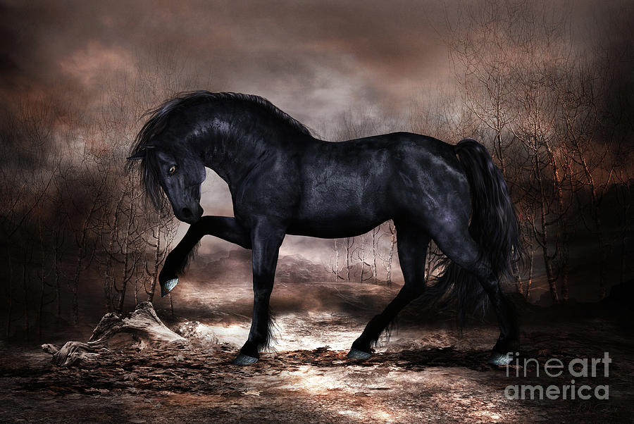 Black Stallion Mixed Media by Shanina Conway