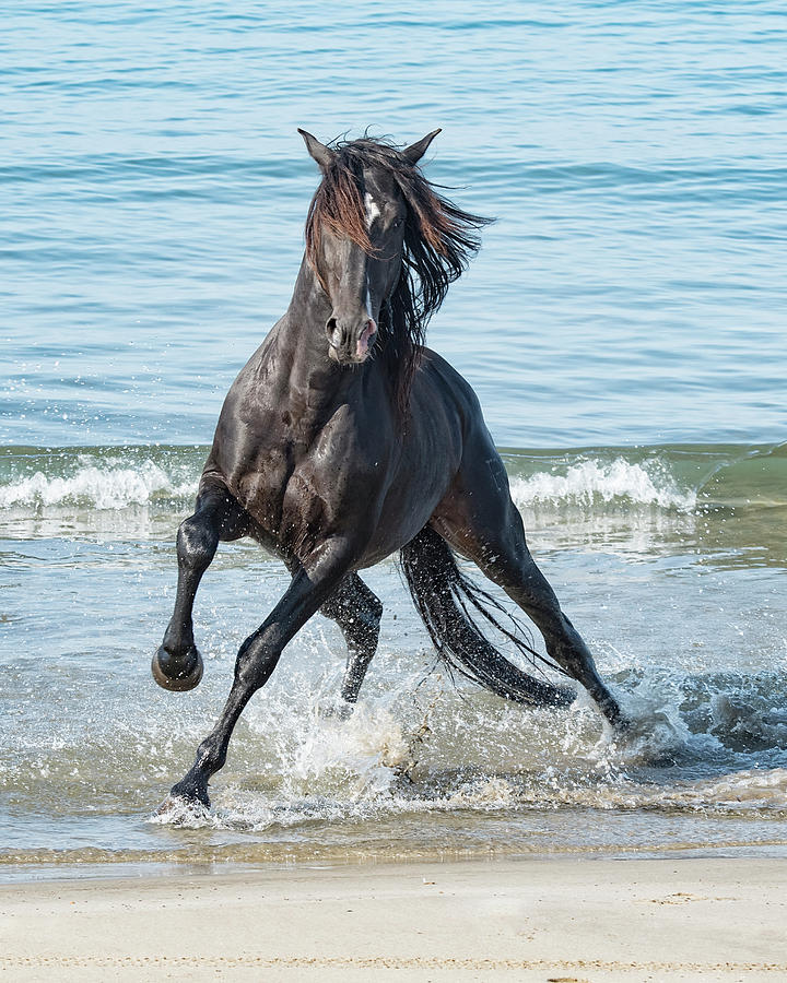 Black Stallion Photograph by Wade Aiken